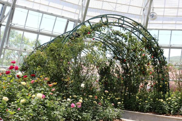 Vinpearl Land mở cửa công viên thực vật 5 châu độc đáo nhất Việt Nam ảnh 1